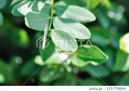 Siberian peashrub, Siberian pea tree or caragana or Caragana arborescens or Fabaceae 135776664