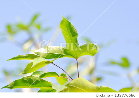 maple leaf, maple leaves or green leaf or Acer saccharum Marsh 135776666
