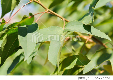 maple leaf, maple leaves or green leaf or Acer saccharum Marsh maple leaf, maple leaves or green leaf or Acer saccharum Marsh 135776668