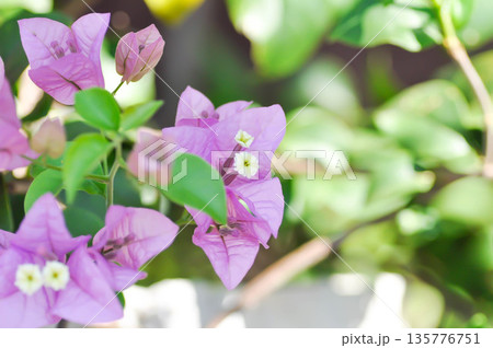 Bougainvillea or paper flower , purple paper flower 135776751