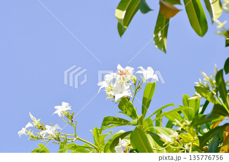 Cerbera Odollam Gaertn or Apocynaceae, flower and sky 135776756