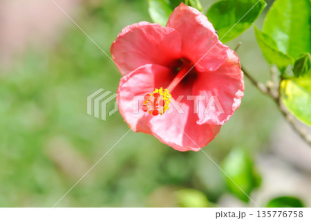 Chinese rose or Hibiscus or Hibiscus rosa sinensis or Hibisceae or Malvaceae , pink hibiscus flower Chinese rose or Hibiscus or Hibiscus rosa sinensis or Hibisceae or Malvaceae , pink hibiscus flower 135776758