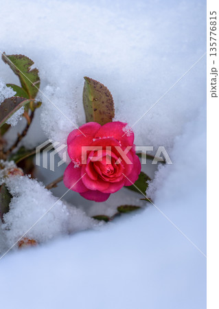 雪をまとう山茶花 雪をまとう山茶花 135776815