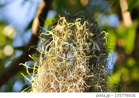 Tillandsia usneoides ,Spanish moss or BROMELIACEAE 135776816