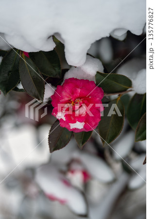 雪をまとう山茶花 雪をまとう山茶花 135776827