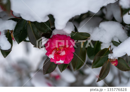 雪をまとう山茶花 雪をまとう山茶花 135776828
