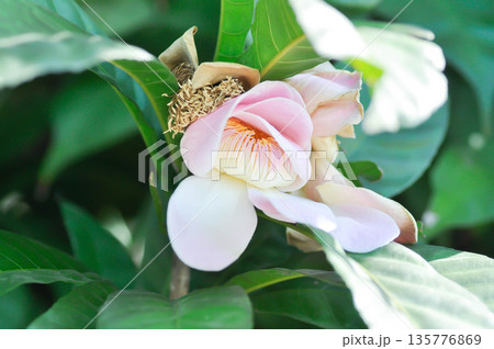 Gustavia, Gustavia gracillima Miers or Lecythidaceae or pink flower 135776869