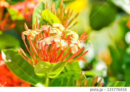 Ixora chinensis Lamk, Ixora spp or Zephyranthes or West Indian Jasmine and orange flower Ixora chinensis Lamk, Ixora spp or Zephyranthes or West Indian Jasmine and orange flower 135776938