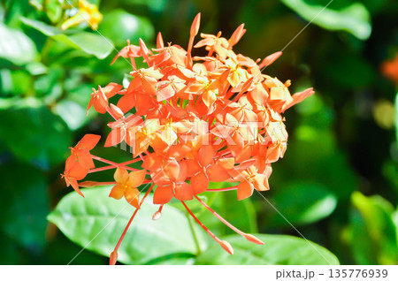 Ixora chinensis Lamk, Ixora spp or Zephyranthes or West Indian Jasmine and orange flower 135776939