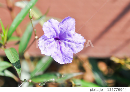 Hygrophila erecta, Purple petunia or Wild Petunia or Waterkanon, Watrakanu or Minnieroot or Iron root or purple flower Hygrophila erecta, Purple petunia or Wild Petunia or Waterkanon, Watrakanu or Minnieroot or Iron root or purple flower 135776944