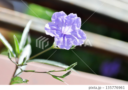 Hygrophila erecta, Purple petunia or Wild Petunia or Waterkanon, Watrakanu or Minnieroot or Iron root or purple flower 135776961