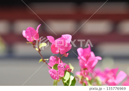 Bougainvillea or paper flower , pink paper flower 135776969