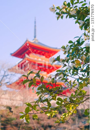 朝日を浴びる清水寺の三重塔 朝日を浴びる清水寺の三重塔 135776970
