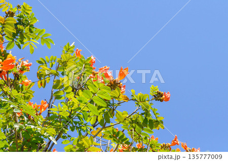 African tulip tree, bignoniaceae or Fire bell or Flame of the forest or Fountain tree or Spathodea campanulata or Syringe with orange flowers 135777009