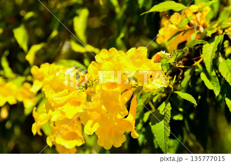 Trumpet vine, Yellow bell or Yellow elder or yellow flower Trumpet vine, Yellow bell or Yellow elder or yellow flower 135777015