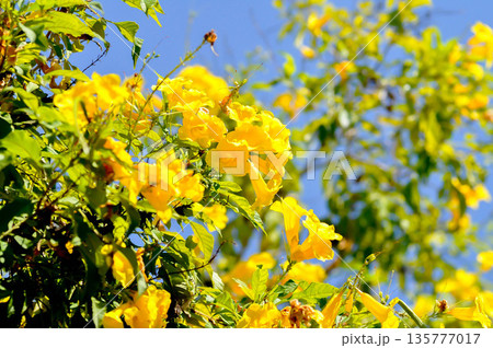 Trumpet vine, Yellow bell or Yellow elder or yellow flower 135777017