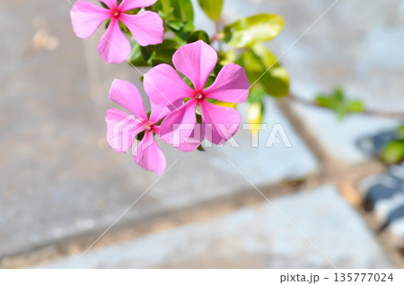 Catharanthus roseus G Don ,APOCYNACEAE or Madagascar periwinkle or Vinca or Old maid or purple flower or pink flower Catharanthus roseus G Don ,APOCYNACEAE or Madagascar periwinkle or Vinca or Old maid or purple flower or pink flower 135777024