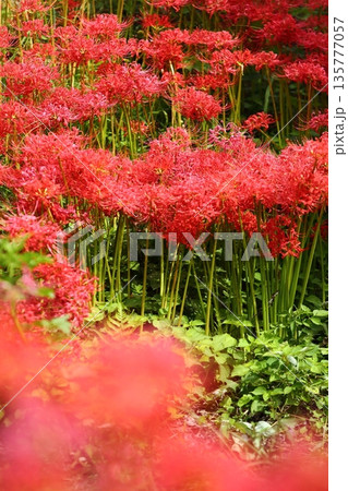 葛城古道の彼岸花 135777057