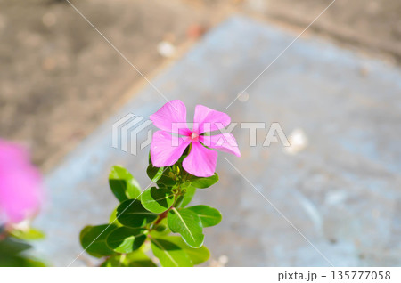 Catharanthus roseus G Don ,APOCYNACEAE or Madagascar periwinkle or Vinca or Old maid or purple flower or pink flower Catharanthus roseus G Don ,APOCYNACEAE or Madagascar periwinkle or Vinca or Old maid or purple flower or pink flower 135777058