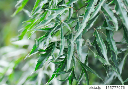 Ming Aralia,  Araliaceae or Parsley Panax or  Plerandra or Plerandra elegantissima or Polyscias fruticosa 135777076