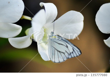Appias libythea, Appias libythea olferna or  Appias olferna, Pieridae or Striped Albatross or The Striped Albatross or white butterfly on white orchid 135777080