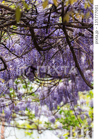 Purple wisteria plant blooming in the Old Tbilisi 135777081