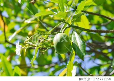 Cerbera Odollam Gaertn or Apocynaceae or pong pong and flowers and seed or fruit 135777090