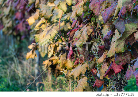 Autumnal vinery in Kakheri area in Georgia 135777119