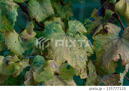 Autumnal vinery in Kakheri area in Georgia 135777120