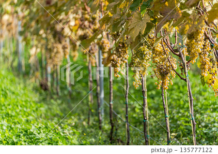 Autumnal vinery in Kakheri area in Georgia 135777122
