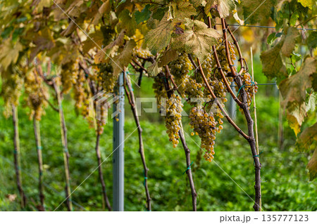 Autumnal vinery in Kakheri area in Georgia Autumnal vinery in Kakheri area in Georgia 135777123