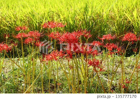 葛城古道の彼岸花 葛城古道の彼岸花 135777170