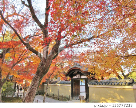 高台寺 秋の紅葉 高台寺 秋の紅葉 135777235