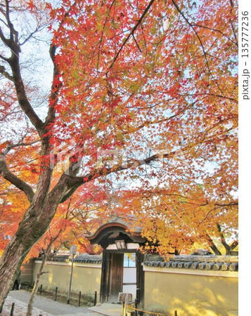 高台寺 秋の紅葉 高台寺 秋の紅葉 135777236