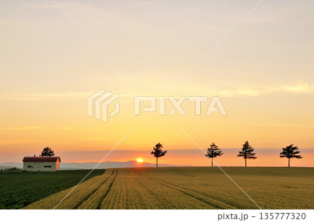 北海道　夕暮れのメルヘンの丘 135777320
