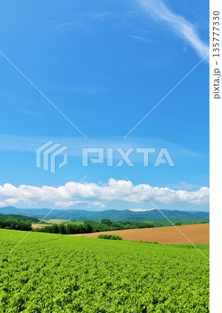北海道 夏の青空と美瑛の風景 北海道 夏の青空と美瑛の風景 135777330