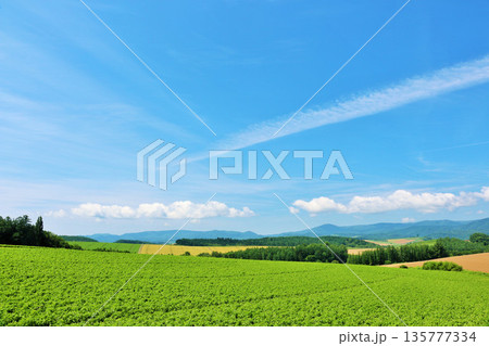 北海道　夏の青空と美瑛の風景 135777334