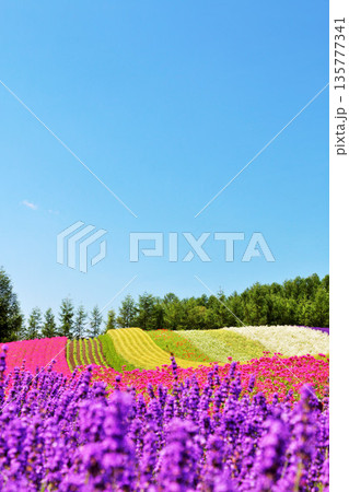 北海道 青空の富良野 綺麗な花畑 北海道 青空の富良野 綺麗な花畑 135777341