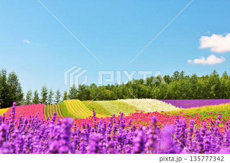 北海道　青空の富良野　綺麗な花畑 135777342