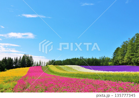 北海道　青空の富良野　綺麗な花畑 135777345