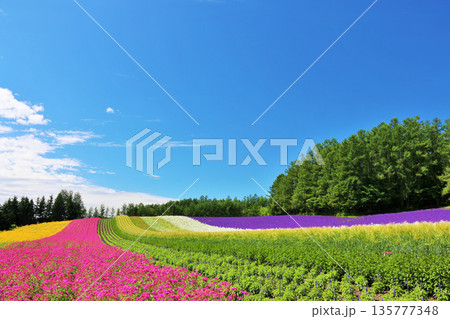 北海道 青空の富良野 綺麗な花畑 北海道 青空の富良野 綺麗な花畑 135777348