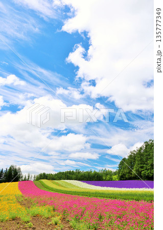 北海道　青空の富良野　綺麗な花畑 135777349