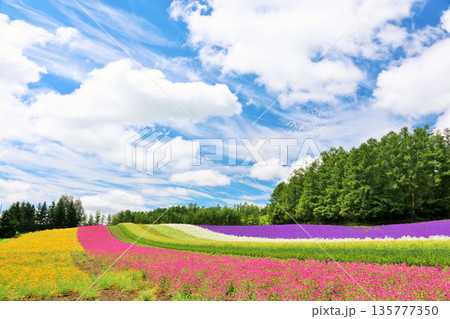 北海道 青空の富良野 綺麗な花畑 北海道 青空の富良野 綺麗な花畑 135777350