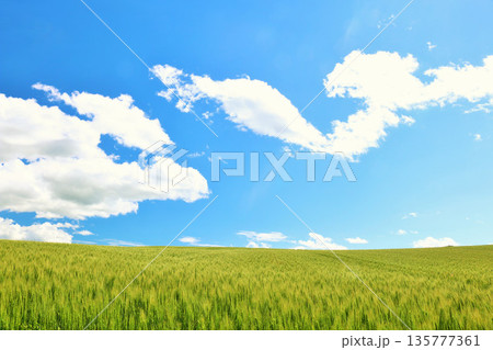 北海道　夏の青空と美瑛の風景 135777361