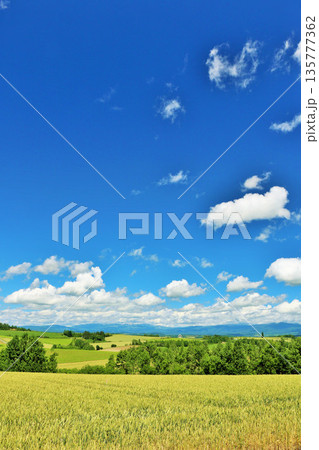北海道　夏の青空と美瑛の風景 135777362