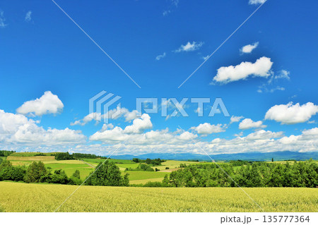 北海道　夏の青空と美瑛の風景 135777364