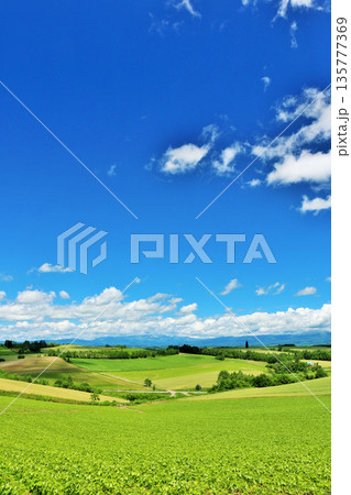 北海道　夏の青空と美瑛の風景 135777369