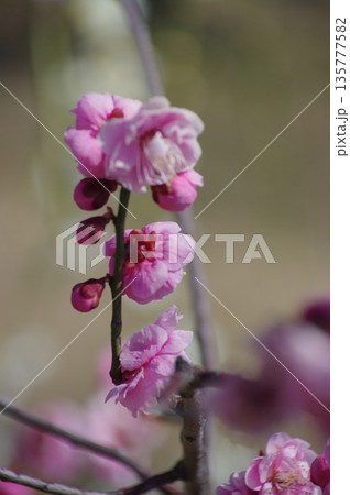 岐阜県安八町百倍園では、春になると白や赤の梅が咲き、水仙同じ場所で咲きます。 岐阜県安八町百倍園では、春になると白や赤の梅が咲き、水仙同じ場所で咲きます。 135777582