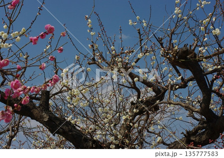 岐阜県安八町百倍園では、春になると白や赤の梅が咲き、水仙同じ場所で咲きます。 135777583
