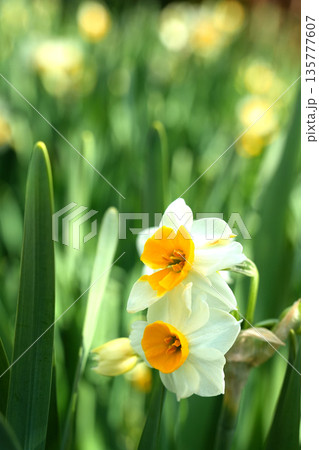白い水仙の花二輪 135777607